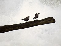Couples de cncles plongeurs