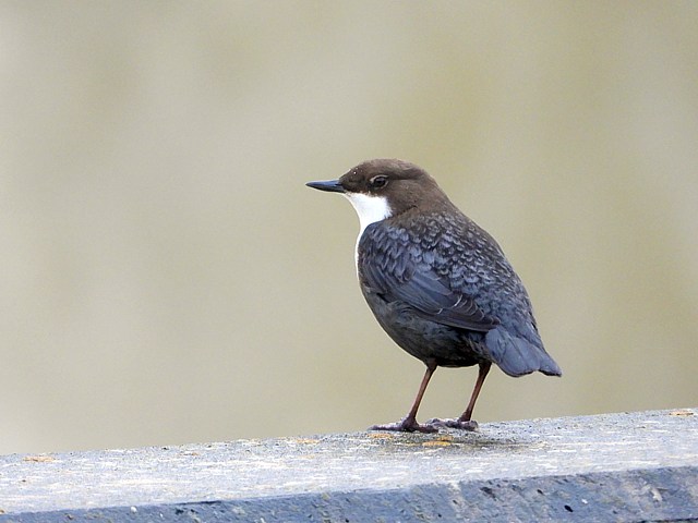 Cincle plongeur