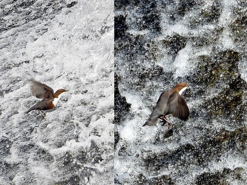 Cincle plongeur et chute d'eau