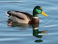 Canard colvert, anas platyrhynchos