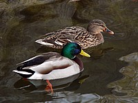 Couple de colverts