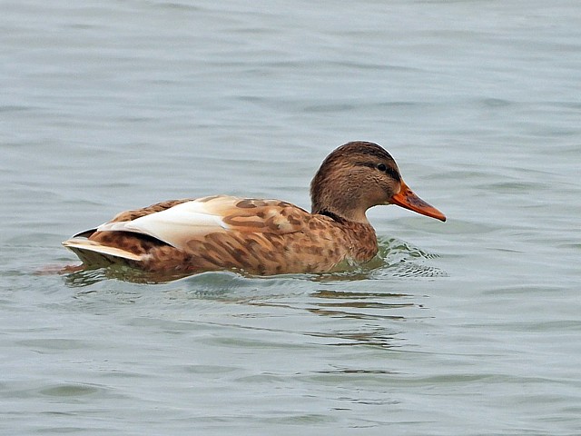 Colvert crois