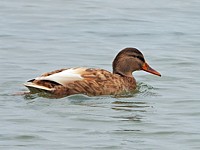 Colvert croisé