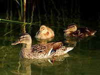 cane et canetons