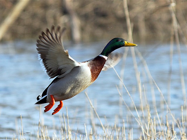 Envol d'un canard colvert