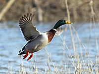 Envol d'un colvert