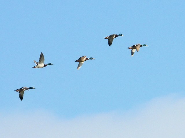 Vol de colverts