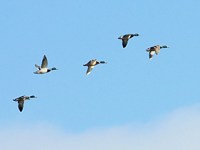 Vol de colverts