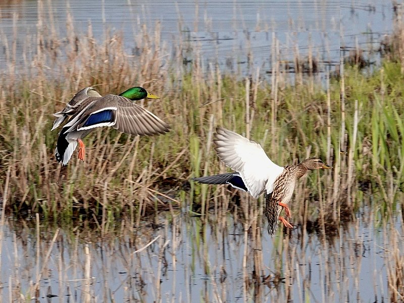 Couple de colverts en vol