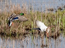 Couple de colverts en vol