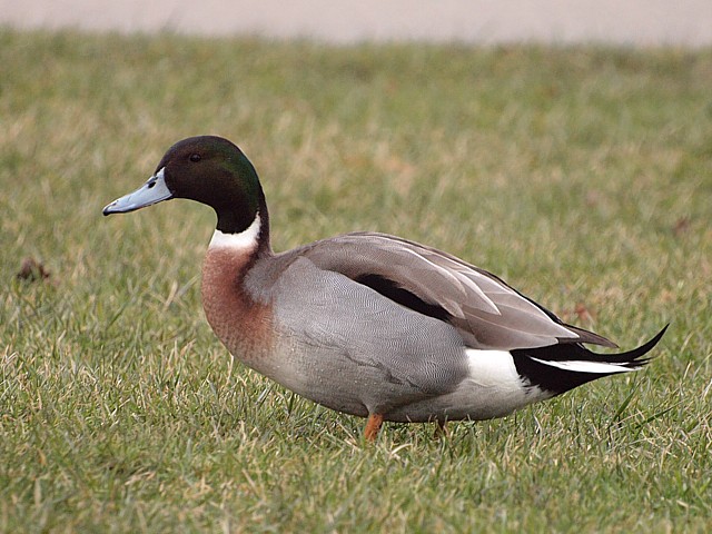 Canard hybride, colvert et pilet