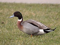Hybride Colvert x Pilet