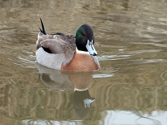 Canard hybride