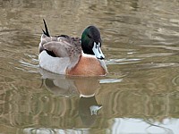 Hybride Colvert x Pilet