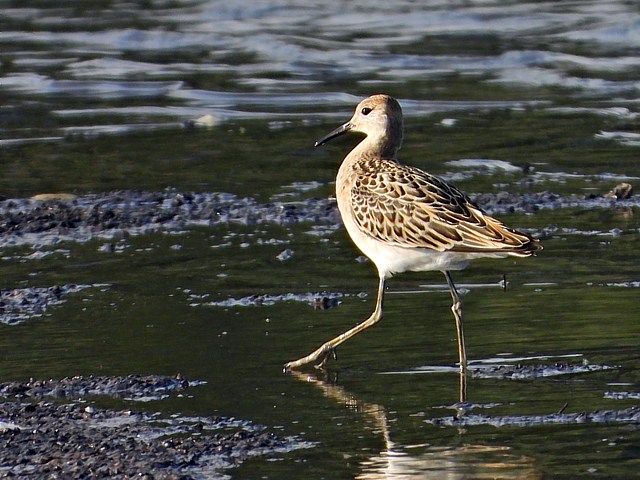 Combattants varis, philomachus pugnax