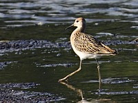 Combattants variés, philomachus pugnax
