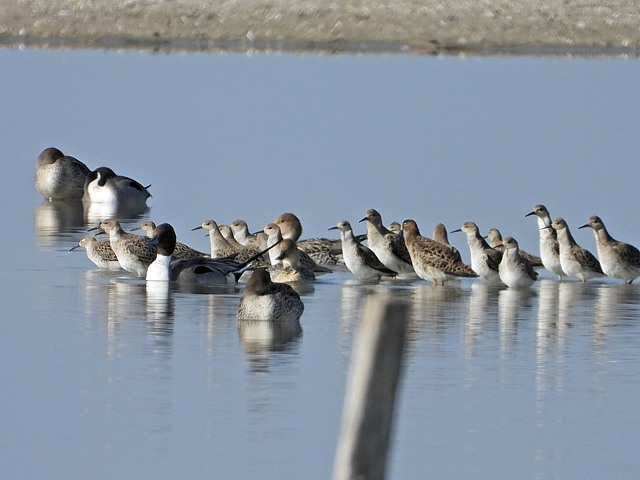 Groupes de combattants varis, philomachus pugnax