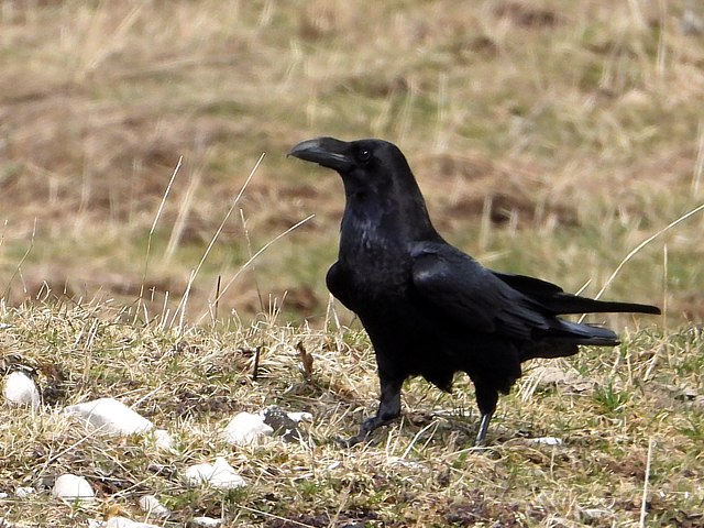 Grand corbeau