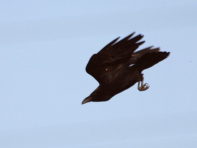 Vol du grand corbeau