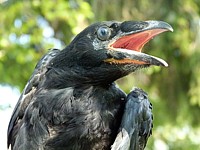 Grand corbeau, jeune