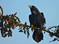 Grand corbeau