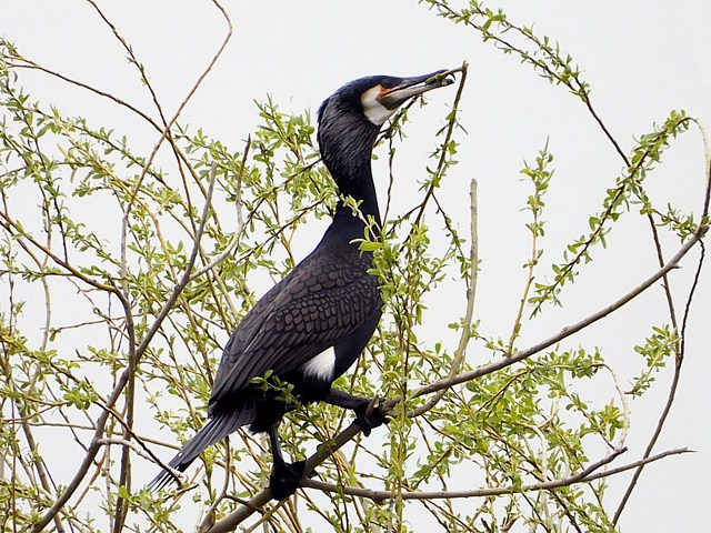 Grand Cormoran, phalacrocorax carbo