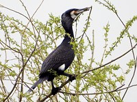 Grand cormoran, phalacrocorax carbo