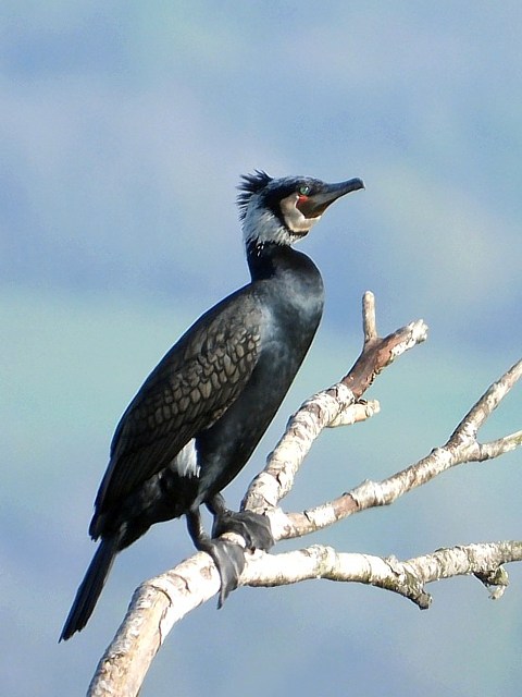 Cormoran en plumage nuptial