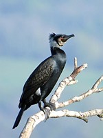 Cormoran en plumage nuptial
