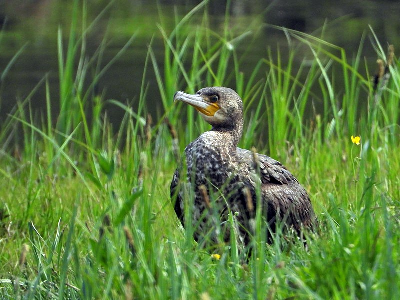 Grand Cormoran dans l'herbe