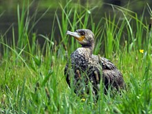 Cormoran dans l'herbe