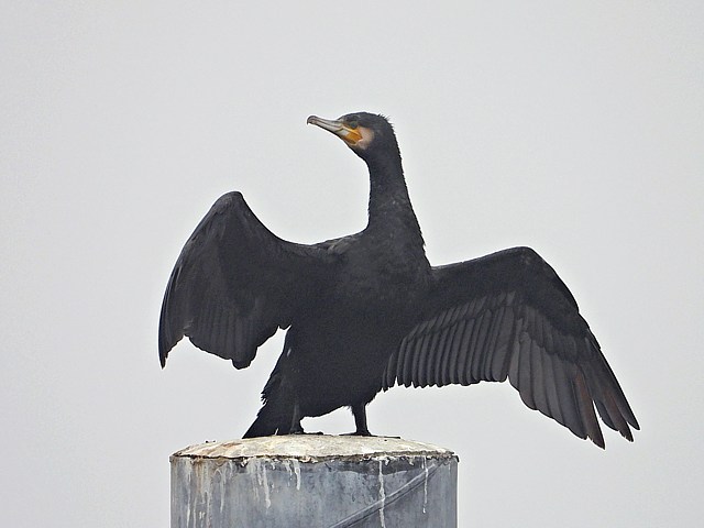 Cormoran schant ses ailes