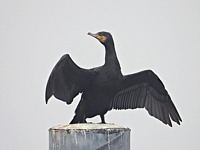Grand cormoran se séchant les ailes