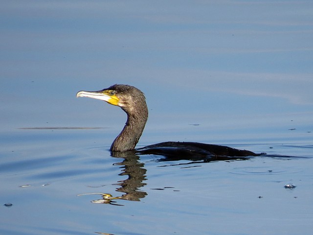 Grand Cormoran nageant