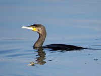 Grand cormoran