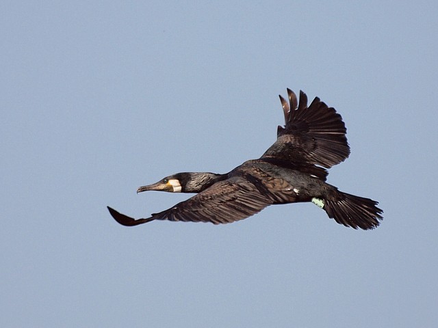 Vol du cormoran