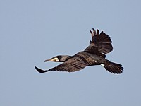Cormoran en vol
