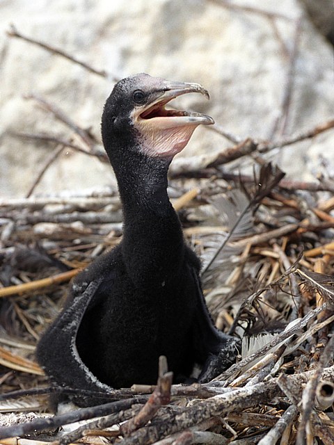 Poussin cormoran