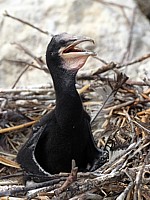 Poussin cormoran