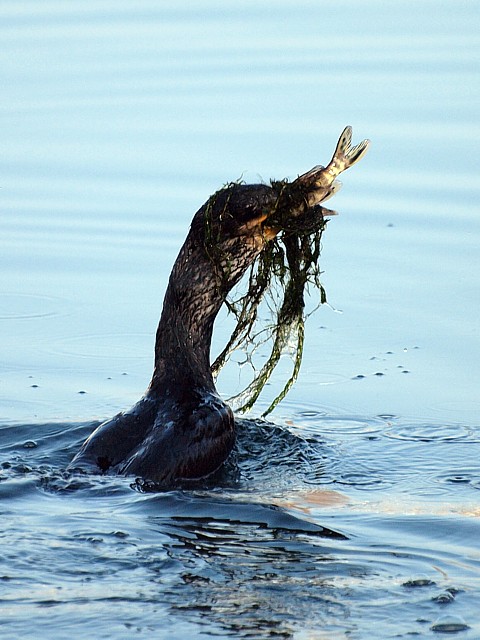 Apptit de Cormoran