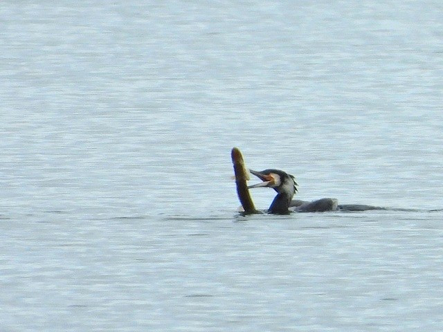 Grand Cormoran, phalacrocorax carbo