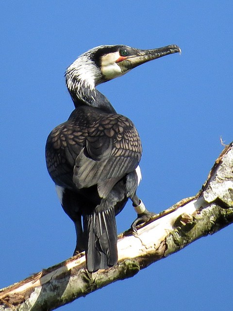 Cormoran en plumage nuptial