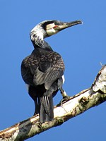 Cormoran en plumage nuptial