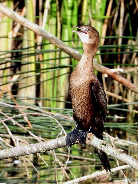 Cormoran pygmée, phalacrocorax pygmeus