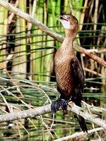 Cormoran pygmée, phalacrocorax pygmeus