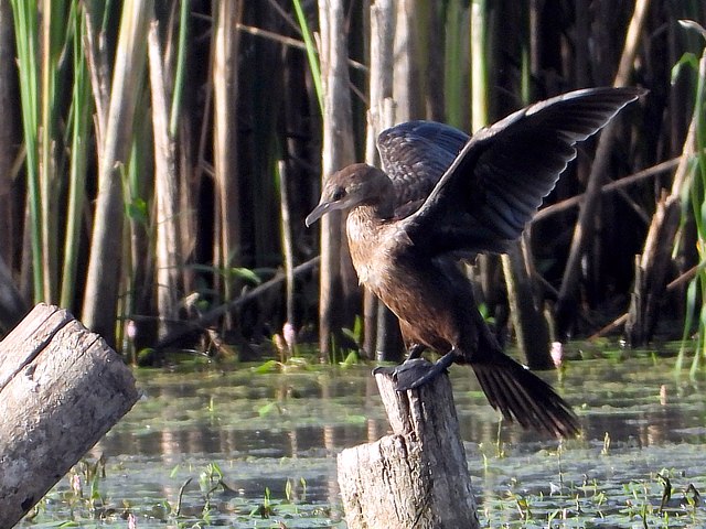 Cormoran pygmée, phalacrocorax pygmeus