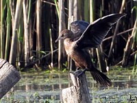 Cormoran pygmée, phalacrocorax pygmeus