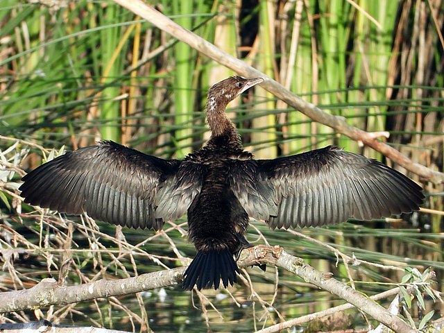 Cormoran pygmée ailes ouvertes