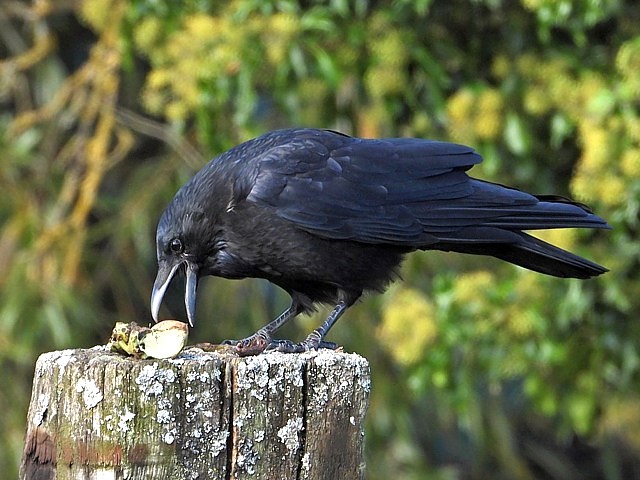 Corneille noire ailes cartes