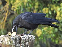 Corneille noire